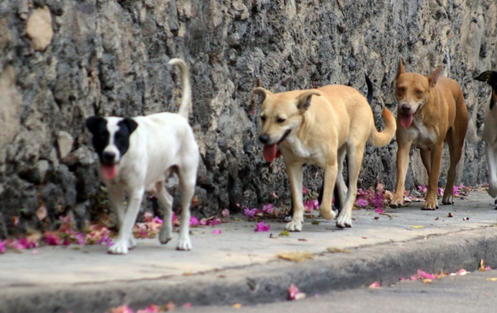 Mujer en Jalisco arrastra a un perro callejero con su camioneta